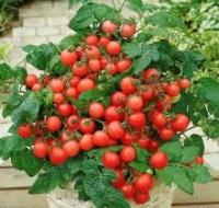 Аэлита Томат Лето на окошке 15шт смесь 