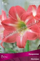Амариллис простой Икспоже (24/26) 1 шт