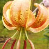 Лилия Пеппард Голд (14/16) 1 шт 821189