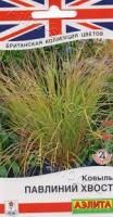 Аэлита Ковыль Павлиний хвост 