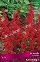 Астильба японская Дюссельдорф