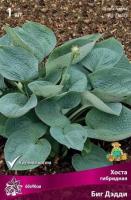 Хоста гибридная Биг Дэдди (I) 1 шт 