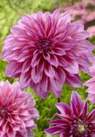 Георгина декоративная Артур Хамбли (I) 1шт 842167