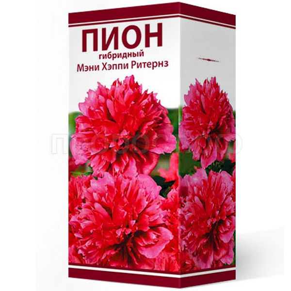 Пион молочноцветковый Мэни Хэппи Ритернз (1шт,2-3) 843064