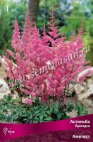 Астильба Арендса Аметист (I) 1 шт