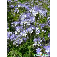 НК Фацелия 30гр