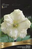 Нарцисс с Расщеплённой коронкой Колбланк (белый, оригинальный, 5шт, 12/14) 756208