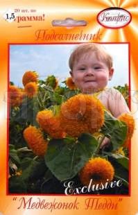 Подсолнечник Медвежонок Тедди 20*1  Подсолнечник Медвежонок Тедди 20*1