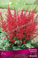 Астильба японская Везувий