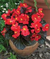 Бегония вечноцветущая бронзоволистная Бада Бум Скарлет 15шт Бегония вечноцветущая бронзоволистная Бада Бум Скарлет 15шт