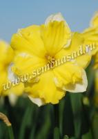 Нарцисс с Расщеплённой коронкой Бельканто (5шт, 12/14) 756197