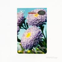 Астра Помпонная Посейдон светло-синяя 20*1 Астра Помпонная Посейдон светло-синяя 20*1