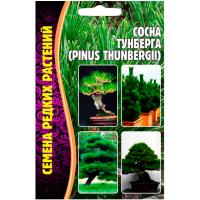 Сосна Тунберга (Pinus thunbergii) 10шт Сосна Тунберга (Pinus thunbergii) 10шт