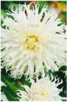 Георгина бахромчатая Цуки Йори Но Шиша (I) 1 шт 