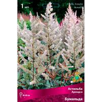 Астильба Арендса Бумальда (I) 1 шт