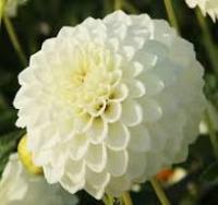 Георгина шаровидная Каро (I)