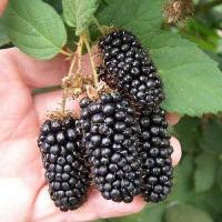 Ежевика Коламбия Санрайз