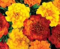 Аэлита Бархатцы Диско отклоненные, смесь сортов 7шт 