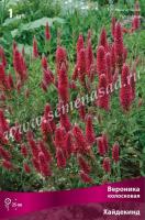 Вероника колосковая Хайдекинд (I) 1 шт 