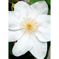 Клематис (капер) Мадам Ле Культр