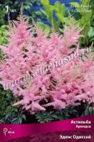 Астильба Арендса Эденс Одиссей (I) 1 шт 