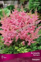 Астильба Арендса Гиацинт (I) 1 шт 