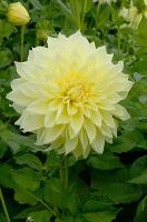 Георгина декоративная Кельвин Фладлайт (I) 1 шт 835313