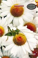 Нивяник Ромашка Любит-не-любит 20*0,5  Нивяник Ромашка Любит-не-любит 20*0,5