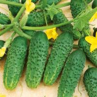Rijk Zwaan Фермерская Огурец Кибрия F1 250 шт  