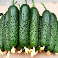 Syngenta Фермерская Огурец Спино F1 500 шт 