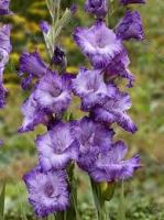 Гладиолус Крупноцветковае Мав Мьюз (10/12) 10 шт 