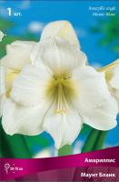 Амариллис простой Монблан (24/26) 1шт.