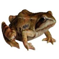 Жаба L15 W12H7,4см 626529/F584