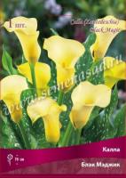 Калла Блэк Мэджик (14/16) 1шт