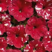 Петуния Красный леопард F1 5 шт  Петуния Красный леопард F1 5 шт