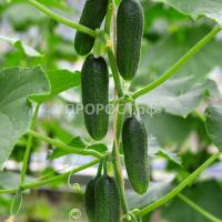 Каприс Огурец Бьерн F1 20*10шт