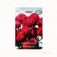 Астра Помпонная светло-красная Совершенство 20*1 Астра Помпонная светло-красная Совершенство 20*1