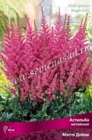Астильба китайская Мэгги Дейли