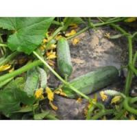 Nunhems Фермерская Огурец Гектор F1 1000 шт