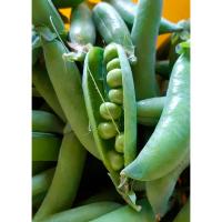 Горох Глориоза 25г