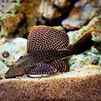 Птеригоплихт 