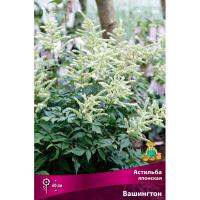 Астильба японская Вашингтон