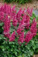 Астильба японская Бонн