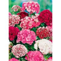 Гвоздика турецкая махровая смесь окрасок 0,2г