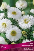 Астра новобельгийская Вайт Ледиз