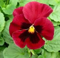 Аэлита Виола Швейцарские гиганты альпенглоу 20шт 