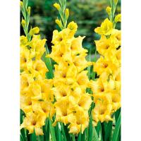 Гладиолус Крупноцветковае Харизма (10/12) 10 шт 841771