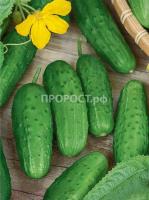 Сембат Огурец Журавленок F1 2г XXXL