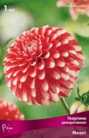 Георгина декоративная Мюзетт (I) 1 шт