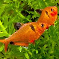 Рыба Минор (Hyphessobrycon serpae)